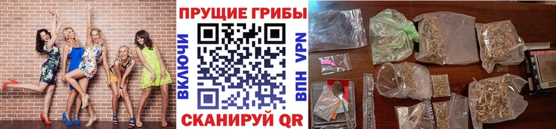 Псилоцибиновые грибы Cubensis  Котово 